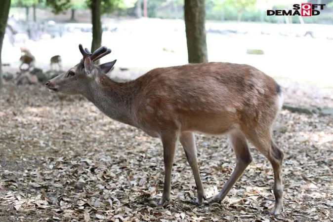 SDMU-952 超絶オドビクビクデカちちこちゃん 奈良で捕まえたデカチンをぶっ刺してハーフベソでAV鑑賞。  （やった）奈良県柏木町在住の柏木むう