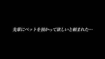 EKDV-672 Maika Niizumi The Pet I Was Asked To Be Taken By A Senior Is A M Woman Who Likes Irama...  I Also Like Beer And Wakame Rice Balls...Silent Maika And Silent Me Live Together For Two Days And One Night